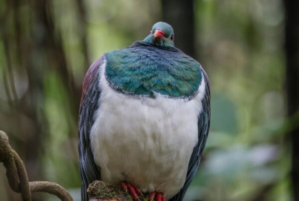 big fluffy wood pigeon sitting in a forrest